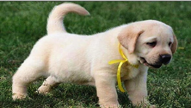 田园犬和宠物犬,养哪一个好?快来看看他们之间的区别