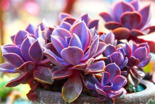 夏天到了,养多肉紫珍珠要做好"3个少",叶子光亮颜色绚丽