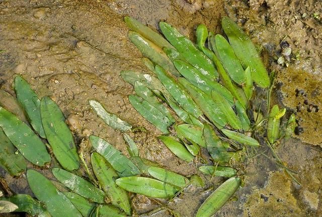 河里常见的4种水草,在古代是救荒野菜,如今却沦为杂草无人识