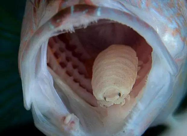 这家伙叫缩头鱼虱(cymothoa exigua),是一种寄生的甲壳类动物,又称食