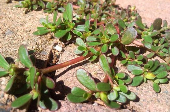 马齿苋加一宝,白发变黑发,半月后还有大发现
