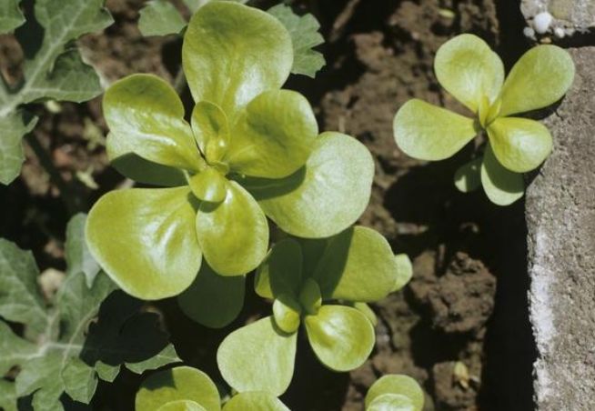 马齿苋加一宝,白发变黑发,半月后还有大发现