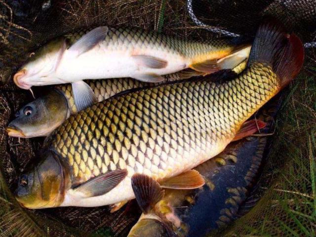 人称淡水鱼王曾是高档年货现在7元一斤没人买咋回事