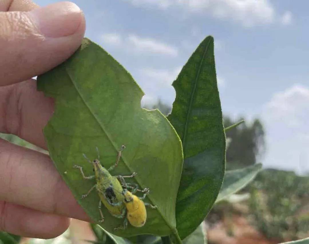 象甲"咔咔"吃柑橘叶片,它不仅贪吃,而且"好色",了解一下
