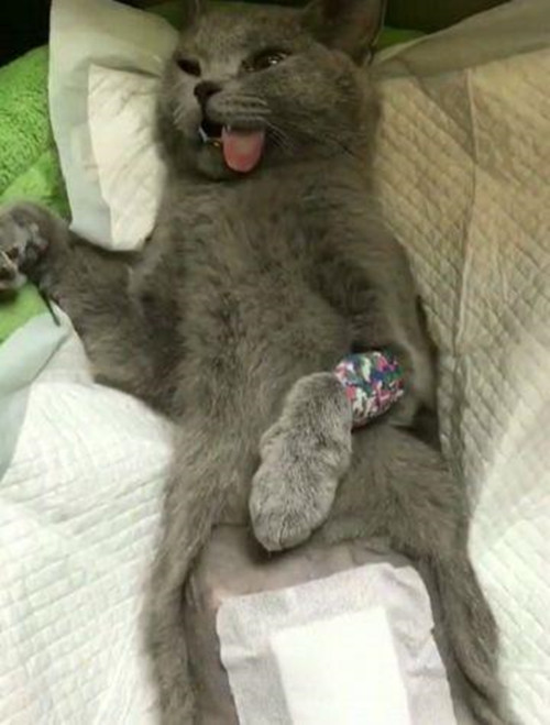 女子带猫咪做绝育才远远瞟了它一眼顿时就觉得有些心虚了