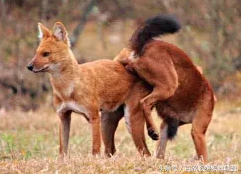 人们常说狼狈为奸,那么你知道狈是一种什么动物吗?