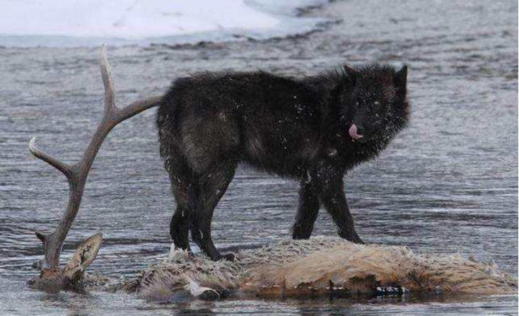 世界上体型最大的狼1925年被认定灭绝如今有人称看到活体