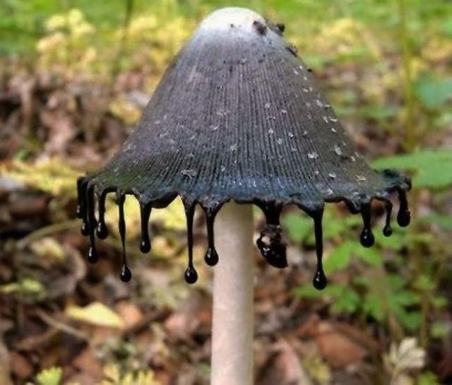 蘑菇|风水先生|不祥_新浪新闻