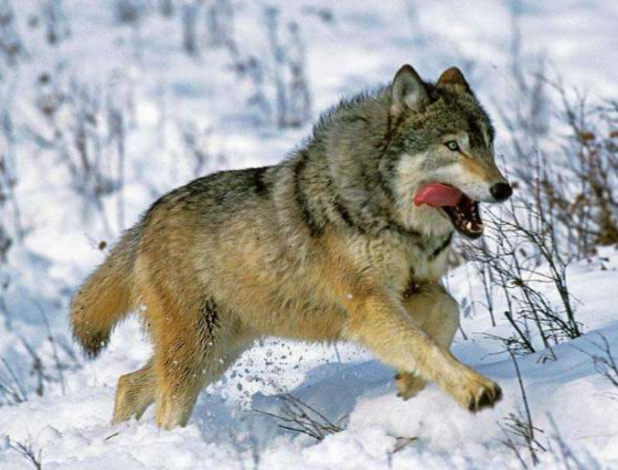 世界上体型最大的狼1925年被认定灭绝如今有人称看到活体