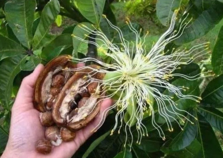 发财树"开花结果"了,果子还很好吃,掌握关键2点,你也可以!