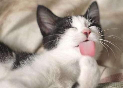 "我家猫真臭美,1小时舔毛300次":猫咪舔毛,是什么原因?|猫咪|家猫|舔