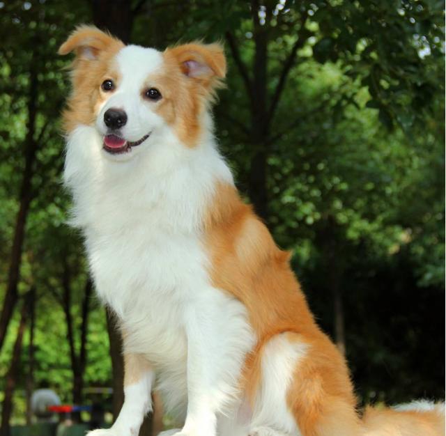 边牧很可能是"狗界双冠军",不仅智商第一,漂亮也是第一,最起码中型犬