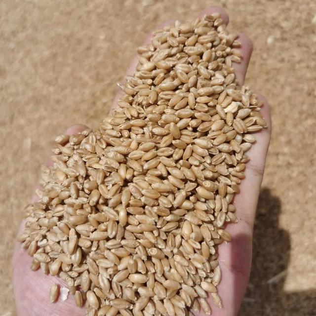 河南南部麦收正式开镰 新上市干小麦每斤一块零几分|粮食|小麦|麦收