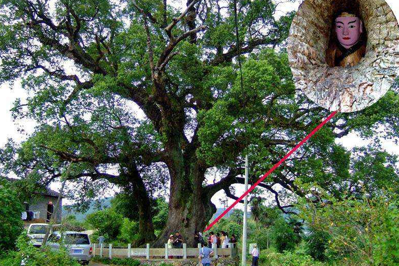 福建又一景点走红,36米大树撑起一个古镇,门票免费少有人知