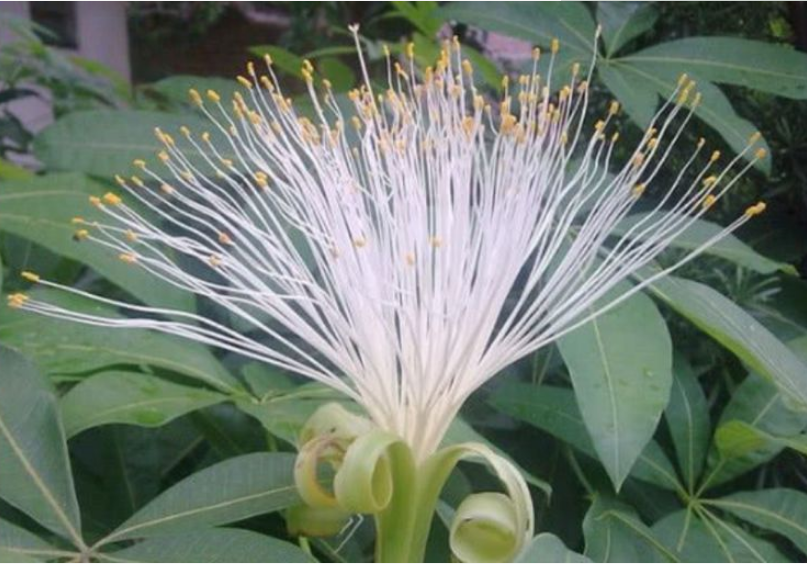 发财树"开花结果"了,果子还很好吃,掌握关键2点,你也可以!