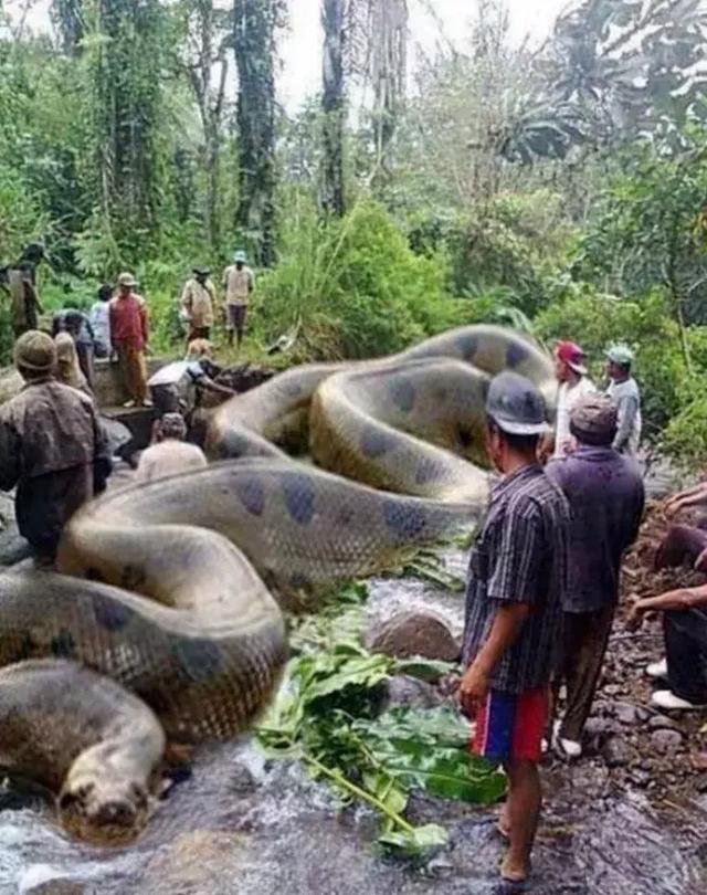 现实版狂蟒之灾巴西公路严重堵车原是因为一条巨蟒横亘街头