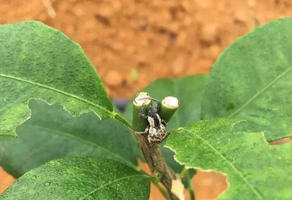 象甲"咔咔"吃柑橘叶片,它不仅贪吃,而且"好色",了解一下