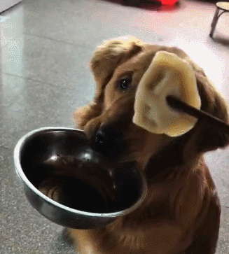 爱吃饺子的金毛,只要主人吃饺子,立马叼着饭盆看着你,超可爱!