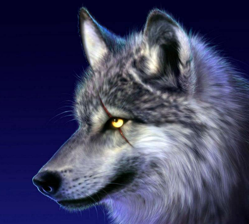 世界上体型最大的狼1925年被认定灭绝如今有人称看到活体