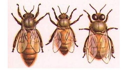 没有父亲的雄蜂