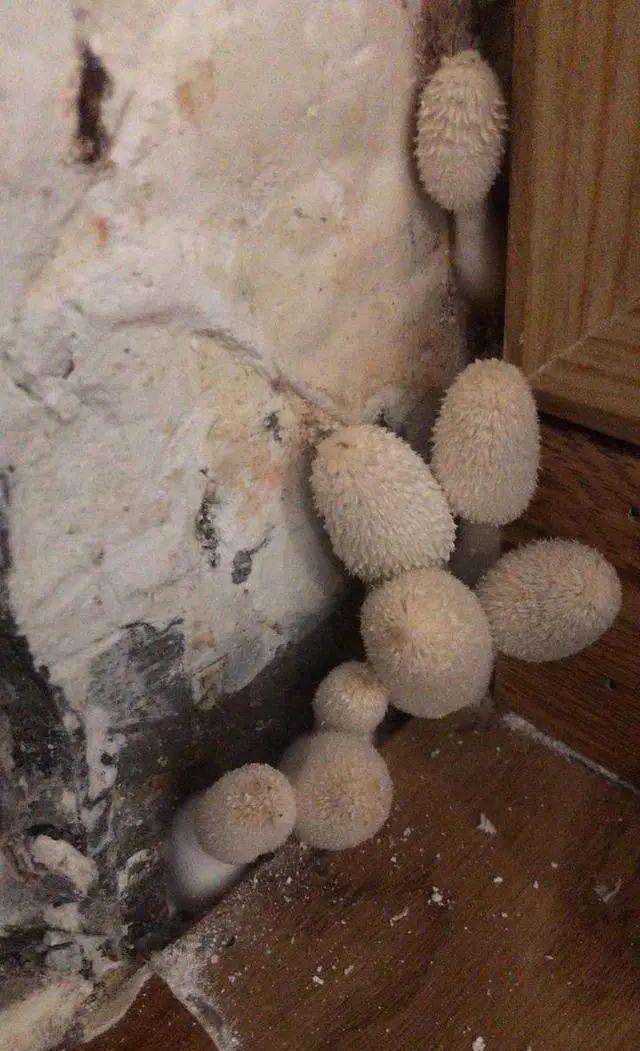 要说世界之大无奇不有,好好的房子住着,竟然长出了恐怖骇人的"鬼蘑菇"