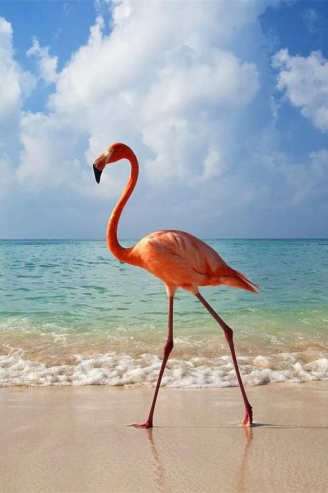 "高颜值" 的动物,动物可以这么美,完胜人类