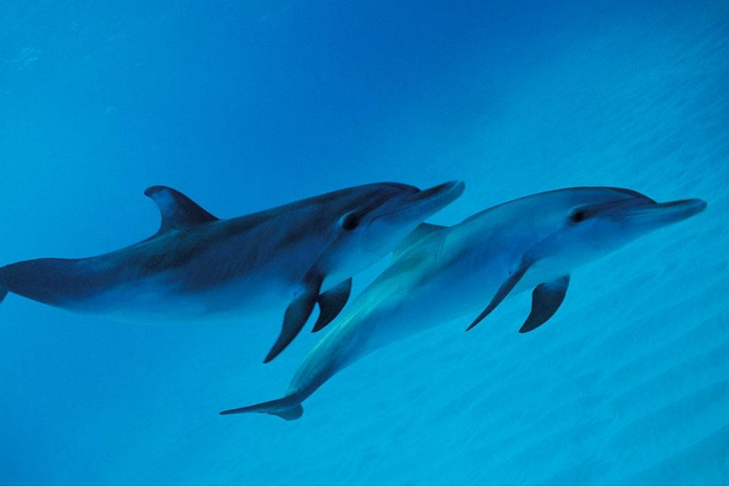 原来海洋世界中也很吵闹虎鲸和海豚们会聚在一起讲八卦