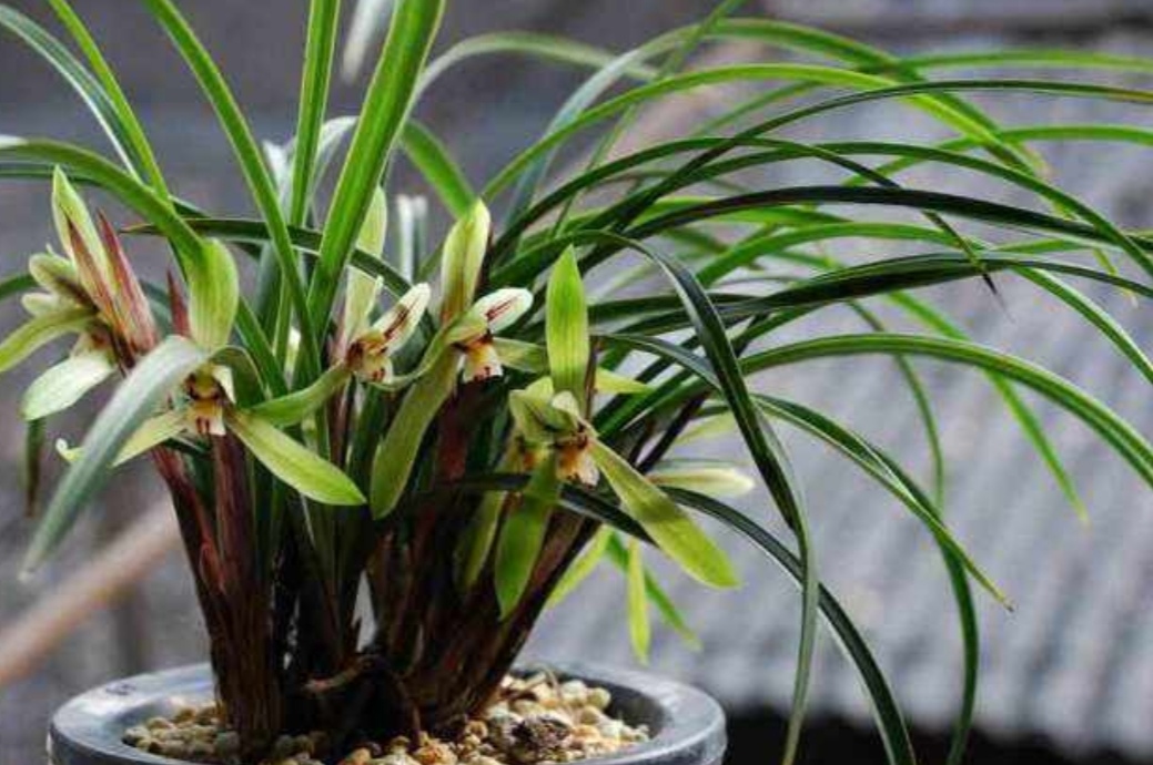 家中养兰花夏天最怕4件事养护期间应多注意