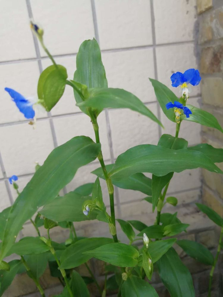 鸭跖草模样清新夏意浓,开花小巧灵动,养护简单不费事!