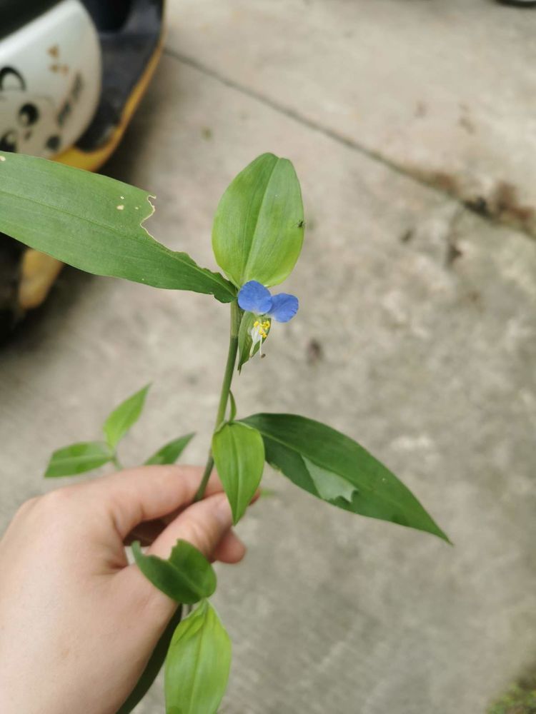 鸭跖草模样清新夏意浓,开花小巧灵动,养护简单不费事!