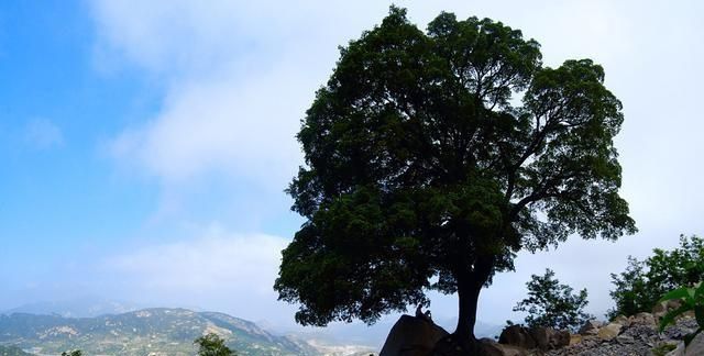 青岛有个小众的5A景区，享有“海上第一山”的美誉