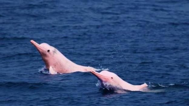 这种河豚已存在200万年,如今终被发现,数量仅剩1500只|河豚|阿拉|豚类