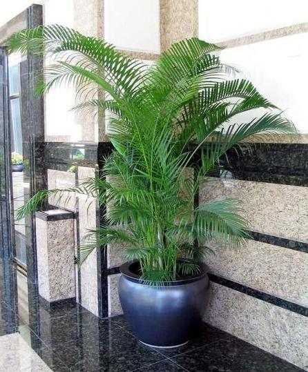 盆栽散尾葵叶子哗啦啦掉