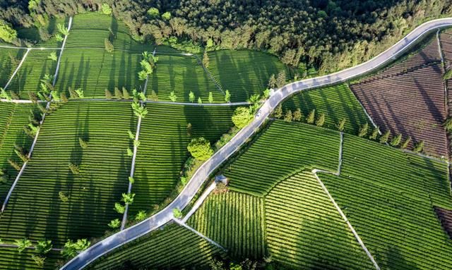 重庆定心茶园