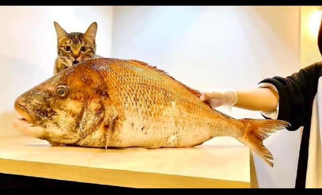 网友买了条超大鱼,猫看了后惊奇的张大了嘴巴:啥时候能吃完呀?