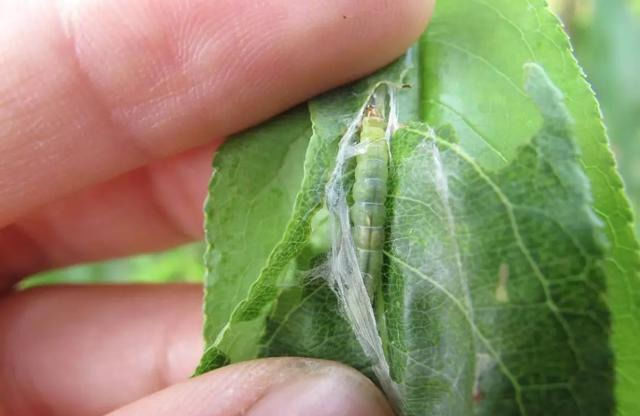 桃树卷叶原因多,生理卷叶多,病虫害影响有可能,农民如何预防?