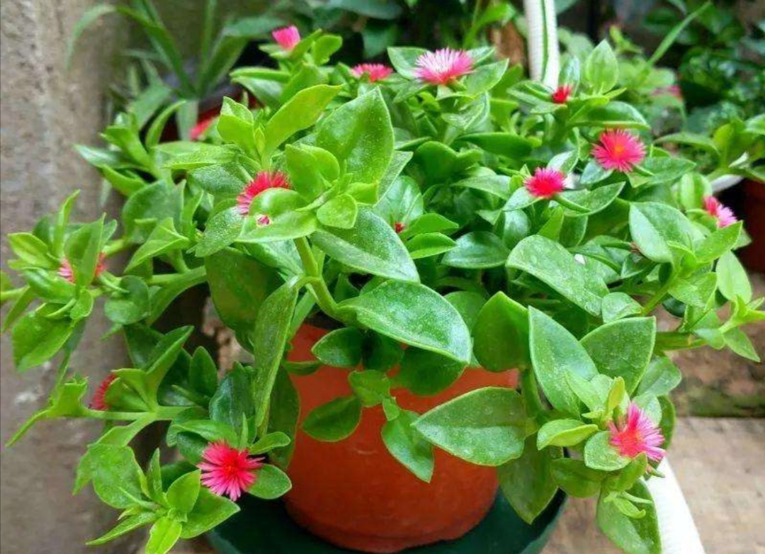 家中养牡丹吊兰,掌握5个养护"技巧",长得枝繁叶茂,开花美艳