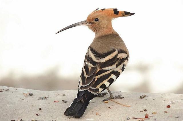 这种鸟非常美丽却奇臭无比,都说是啄木鸟其实并不是,知道叫啥吗