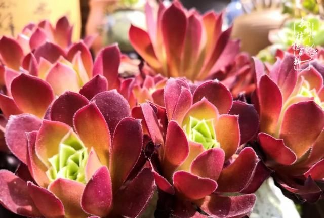 五月,多肉法师季已经开始|云南|法师|徐霞客_新浪新闻