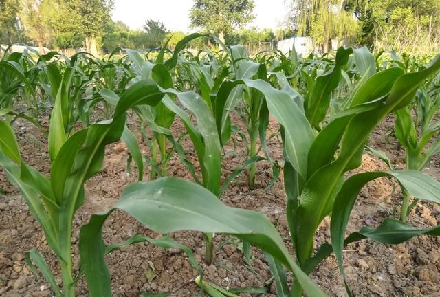 则可以准确地展示玉米是否到了各个生育时期,比如玉米拔节期的叶龄