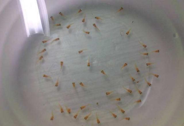 孔雀鱼苗经常出现在鱼缸水面正常吗多大的鱼苗不会被水泵吸附
