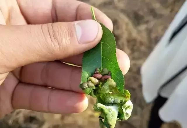 桃树卷叶原因多,生理卷叶多,病虫害影响有可能,农民如何预防?