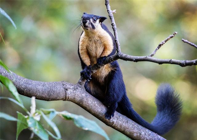 云南现珍稀树狗,体长1米,食量大还很挑吃,只吃果肉丢掉果皮