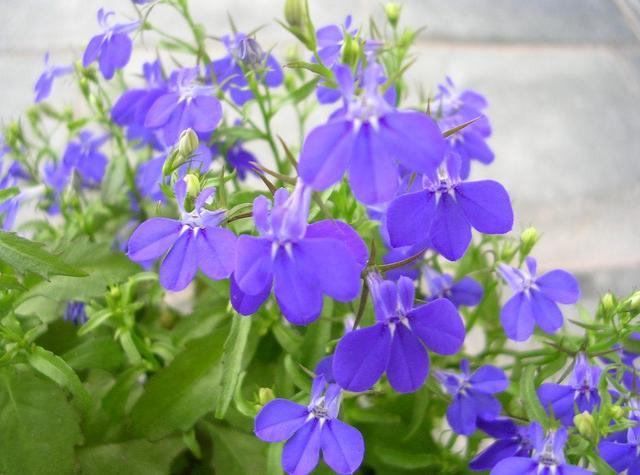 六倍利六倍利的花色比较单一,大多为蓝色,不过在夏季炎热的高温之下