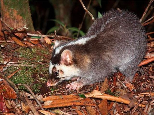 浙江黄岩出现一野生动物鼻子像猪脸像老鼠擅长用鼻子挖洞做窝