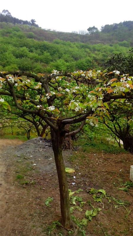 庭院梨树的品种有哪些?