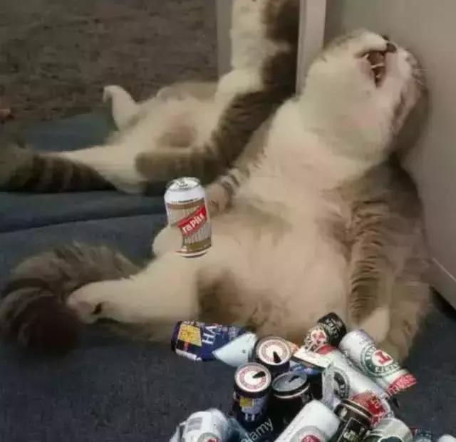 1只被玩坏的猫最后一张图跟女友失恋后在那喝闷酒