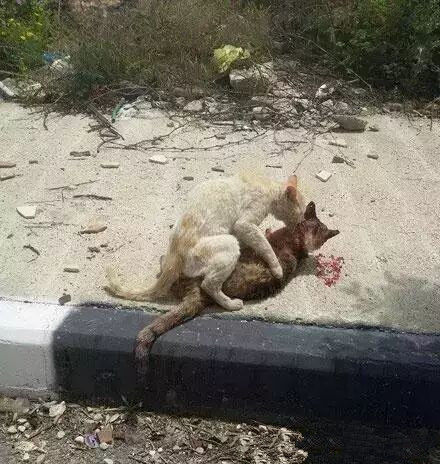 母猫为了给饥寒交迫的孩子送饭不幸被撞死结果小猫绝食至死