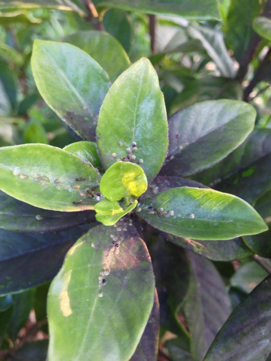 花店买的盆栽栀子花,搬回家后花苞就不断掉落,想养活太难了