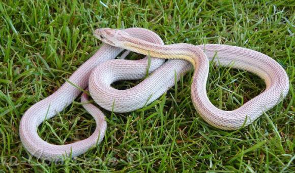 会将自己打结的蛇你见过吗好性格与观赏性集为一体的玉米锦蛇